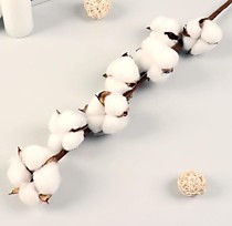 Декор сухоцвет «Хлопок»