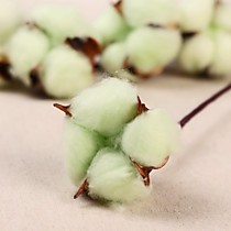 Декор сухоцвет «Хлопок»