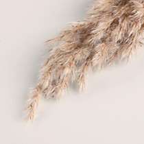 Сухоцвет «Камыш»