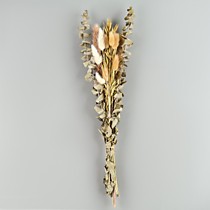 Сухоцветы «Мечта»